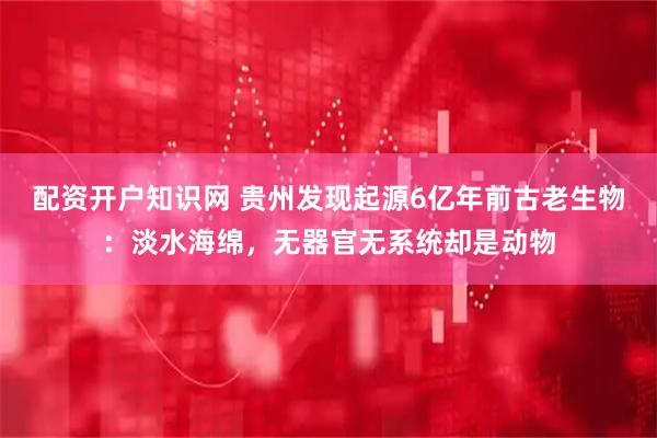 配资开户知识网 贵州发现起源6亿年前古老生物：淡水海绵，无器官无系统却是动物